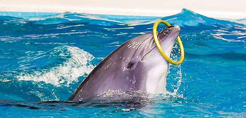 Dubai Dolphinarium